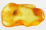 Detailed Fossil Dagger Fly (Empididae) In Baltic Amber #357881-1